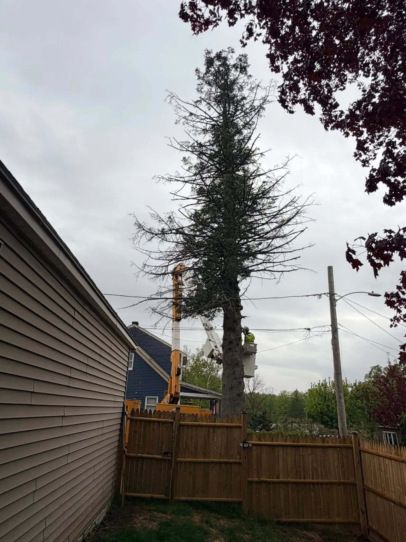 Tree removal near residential fence — Berkshire County