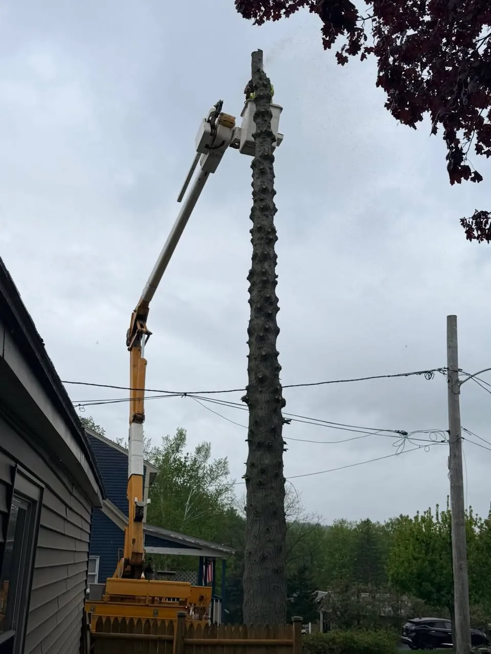 Tree removal in progress at residential property